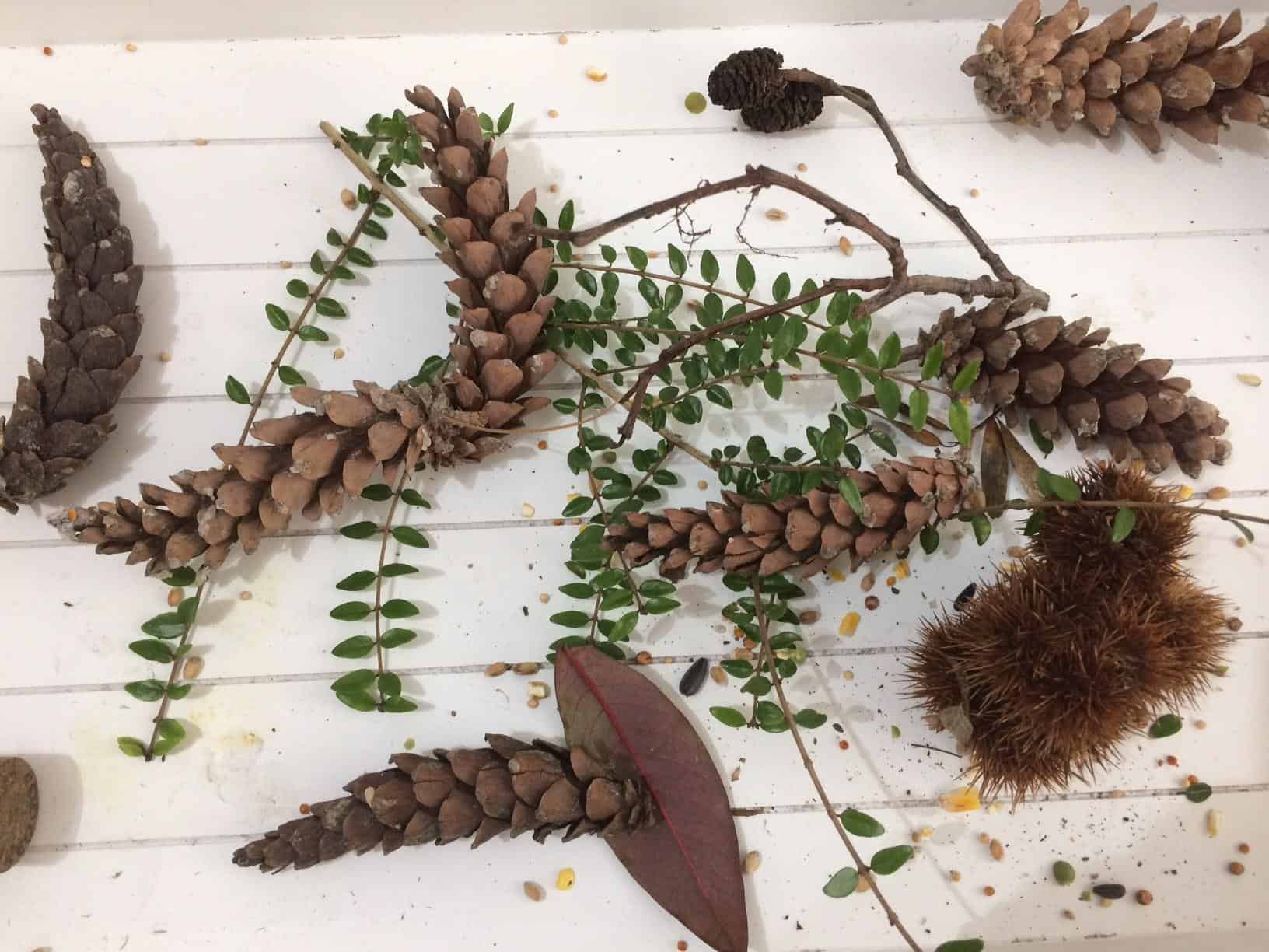 Pinecone Nature Craft